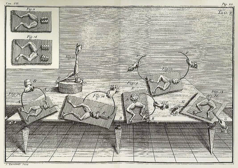 Experimentos galvánicos - Wikipedia, la enciclopedia libre